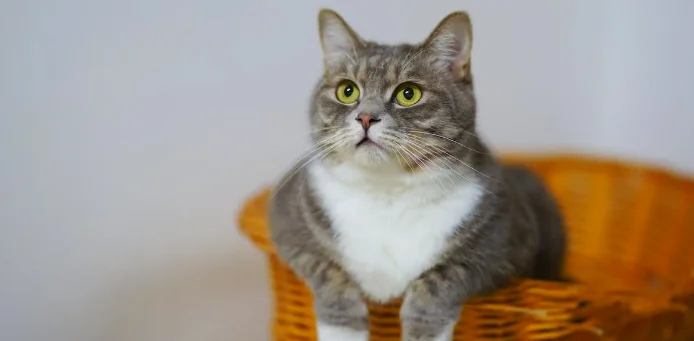 Mantenere un gatto costa quasi 20mila euro per la vita